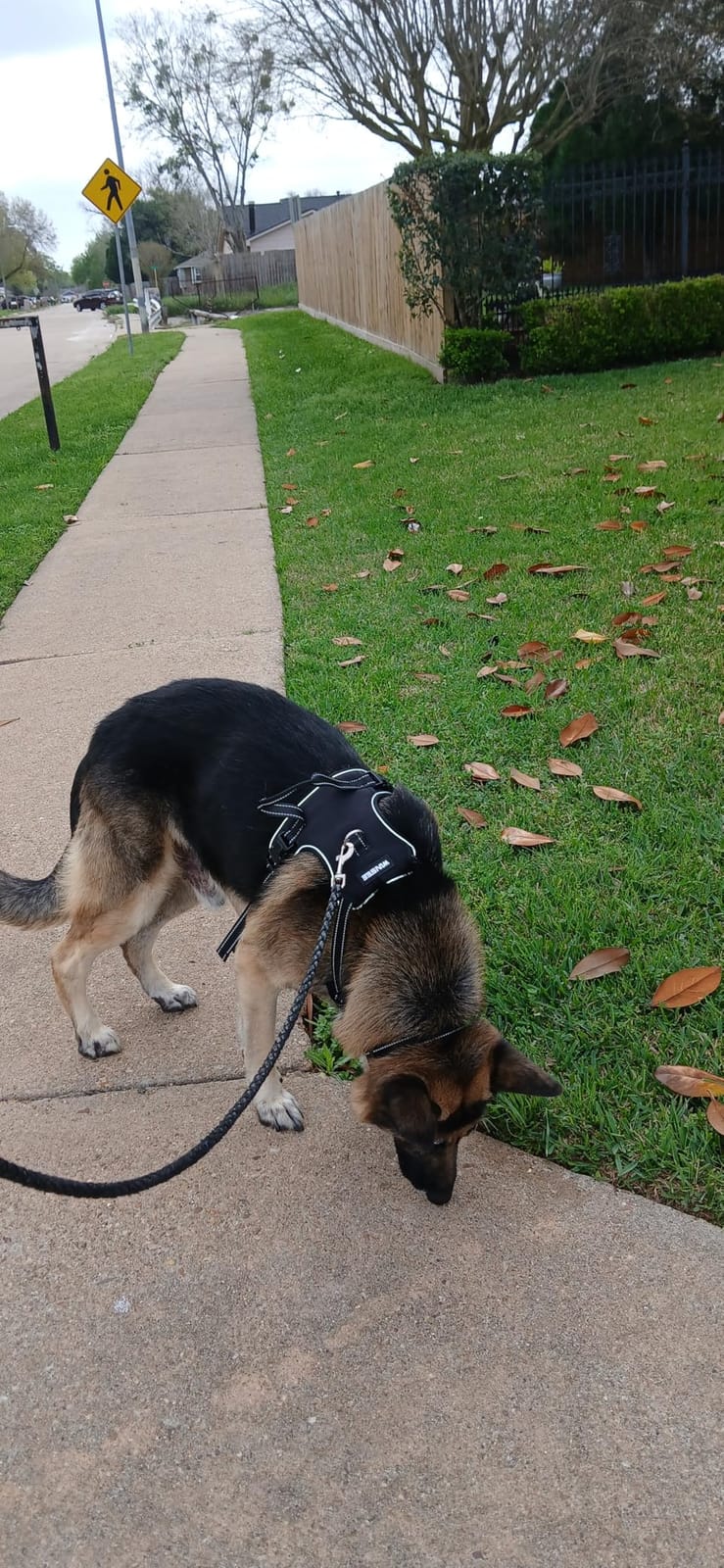 WINSEE Dog/Pet Harnesses No Pull with Dog Collar, Adjustable Reflective Oxford Outdoor Vest, Front/Back Leash Clips for Small, Medium, Large, Extra Large Dogs, Easy Control Handle for Walking customer photo 2