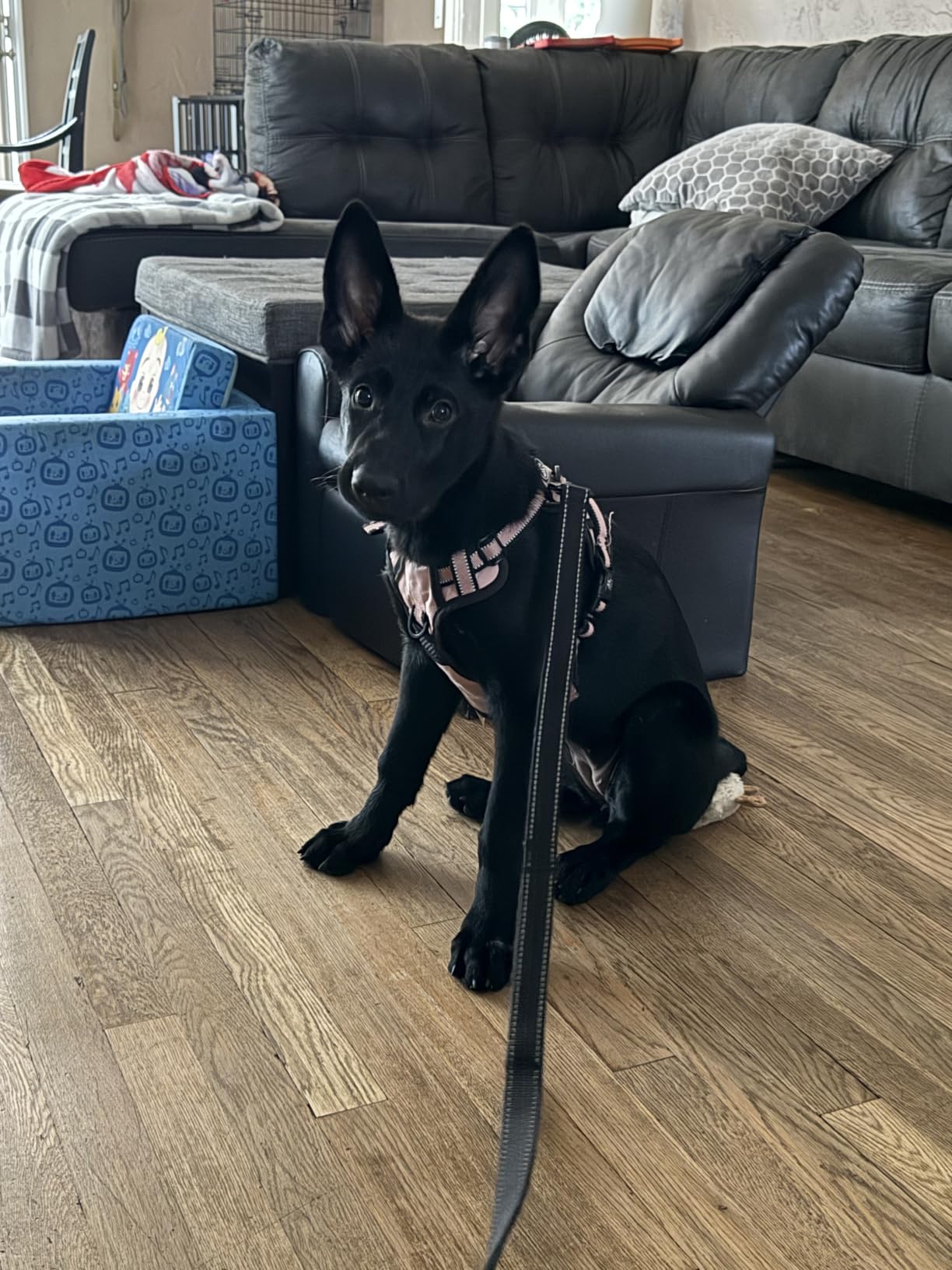 NESTROAD Dog Harness for Small Sized Dog,No Pull Dog Vest Harness Set customer photo 1