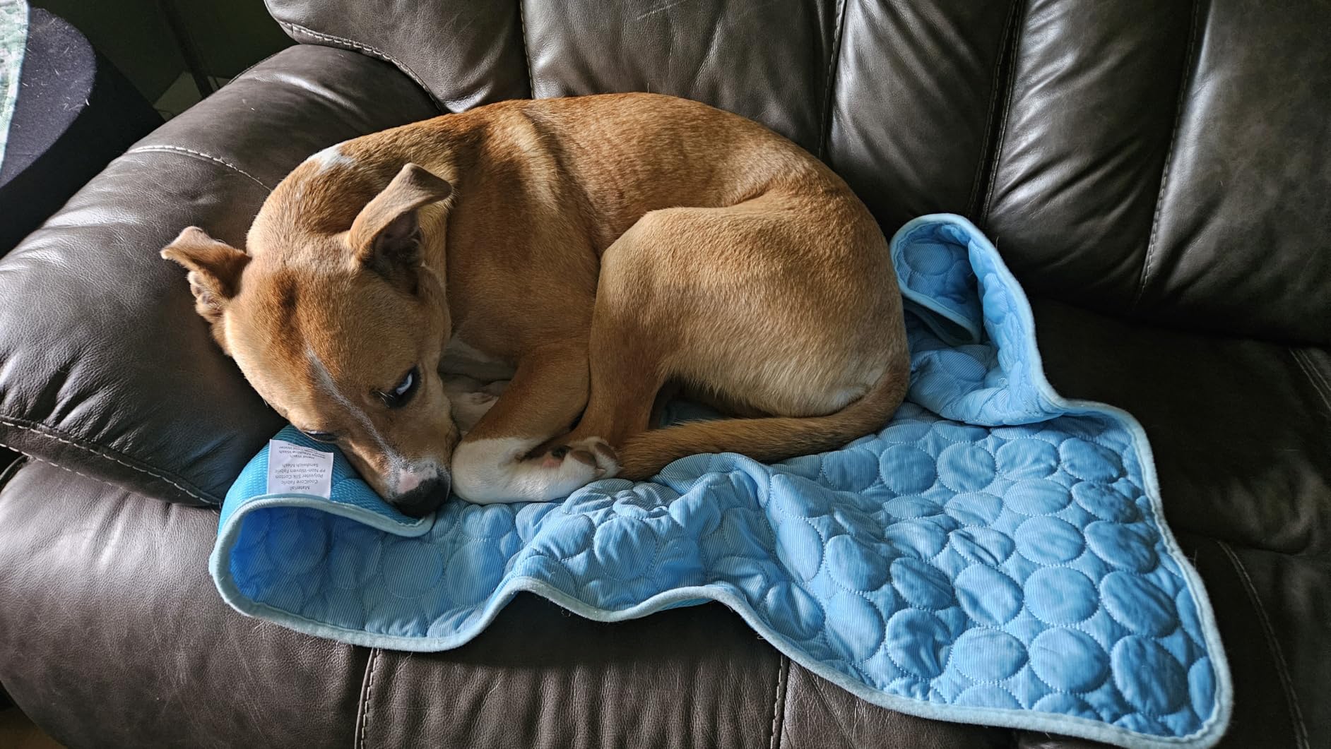 INSPECTOR TAIL Dog Cooling Mat, Indoor & Outdoor, Large Self Cooling Pad customer photo 1