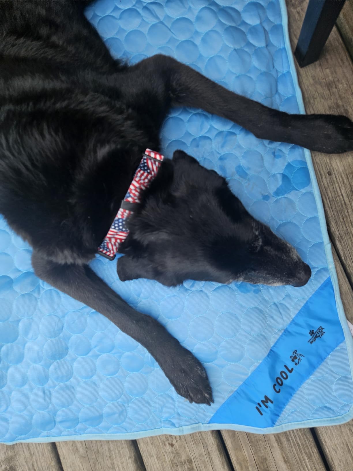 INSPECTOR TAIL Dog Cooling Mat, Indoor & Outdoor, Large Self Cooling Pad customer photo 2