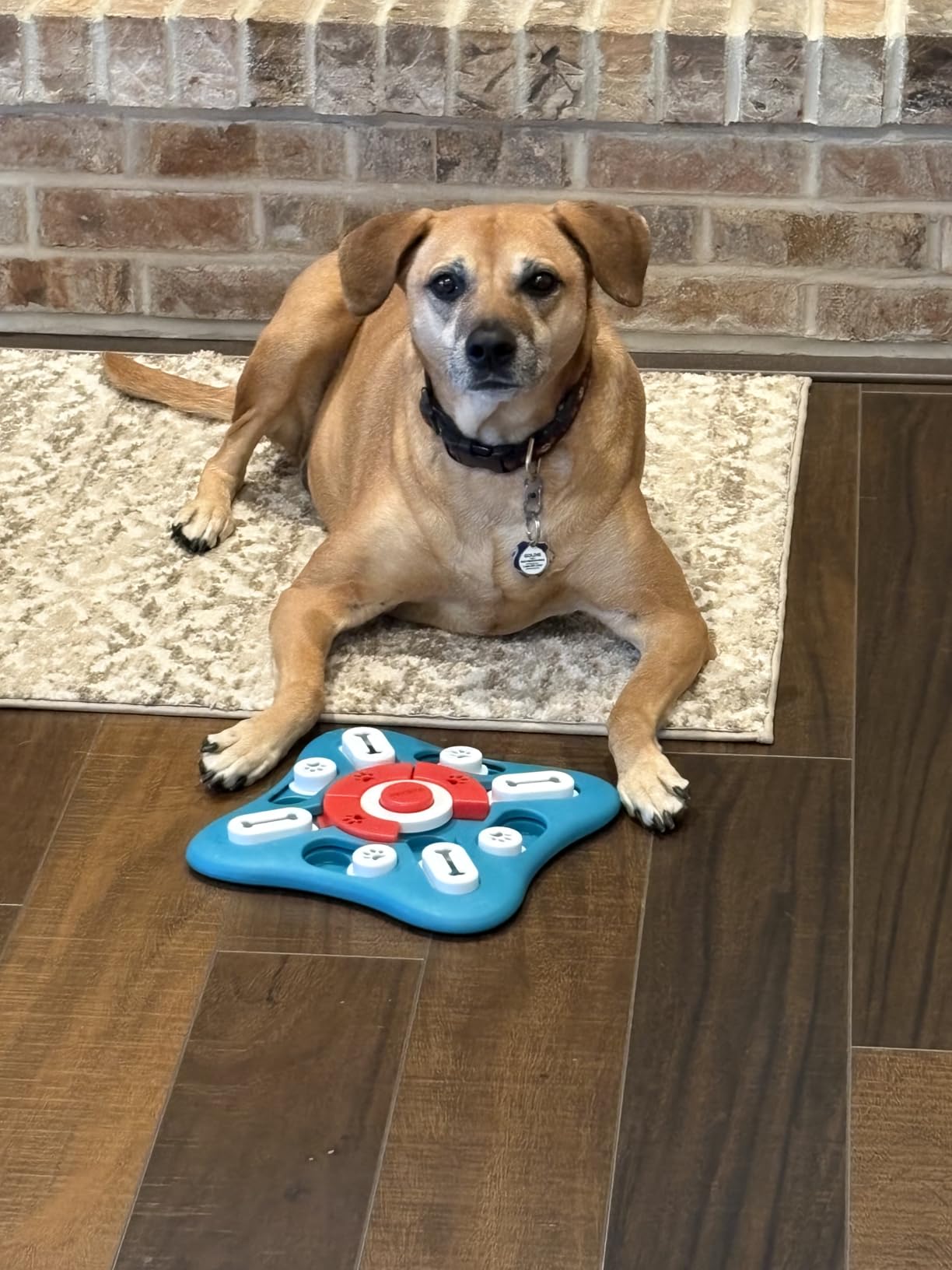 PETSTA Dog Puzzle Toys, Treat Dispensing Dog Enrichment Toys for IQ Training and Brain Stimulation, Interactive Mentally Stimulating Toys as Gifts for Puppies, Cats, Dogs customer photo 1