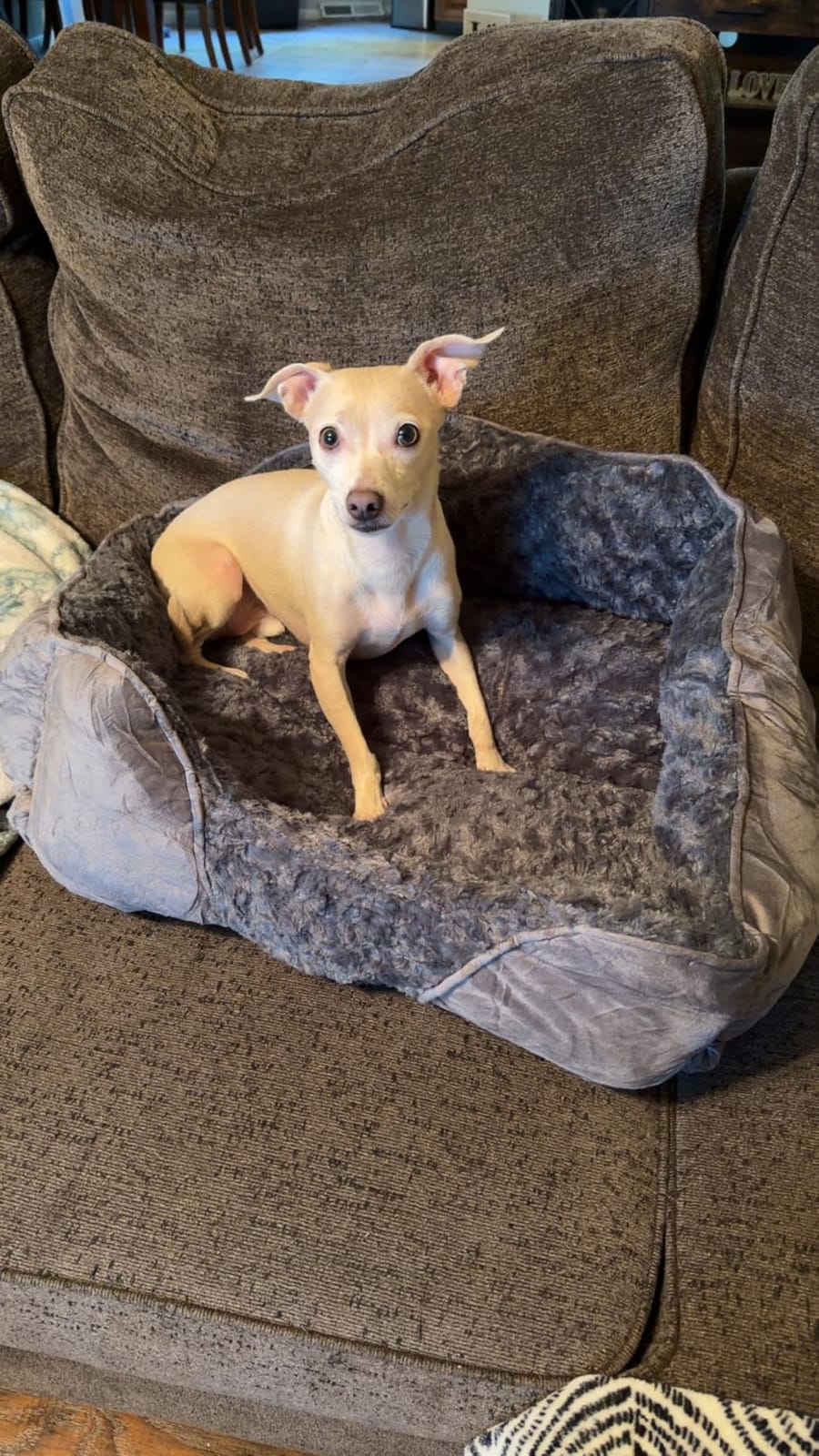 INVENHO Rectangle Washable Orthopedic Dog Bed for Small, Medium and Large Dogs, Soft Calming, Sleeping Puppy Bed Durable Pet Cuddler with Anti-Slip Bottom, S (20