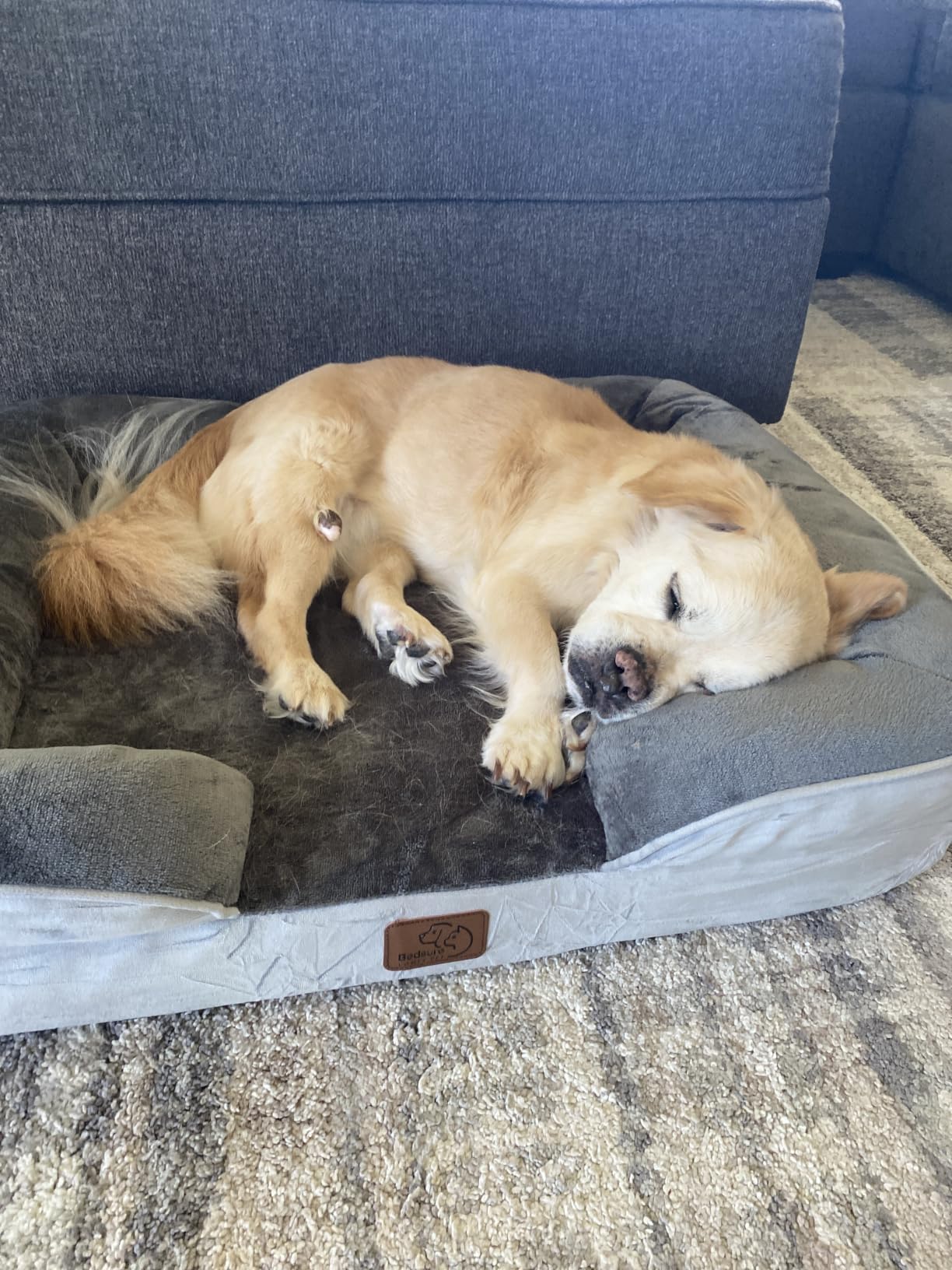 Bedsure Orthopedic Dog Beds for Small Dogs with Removable Washable Cover customer photo 2