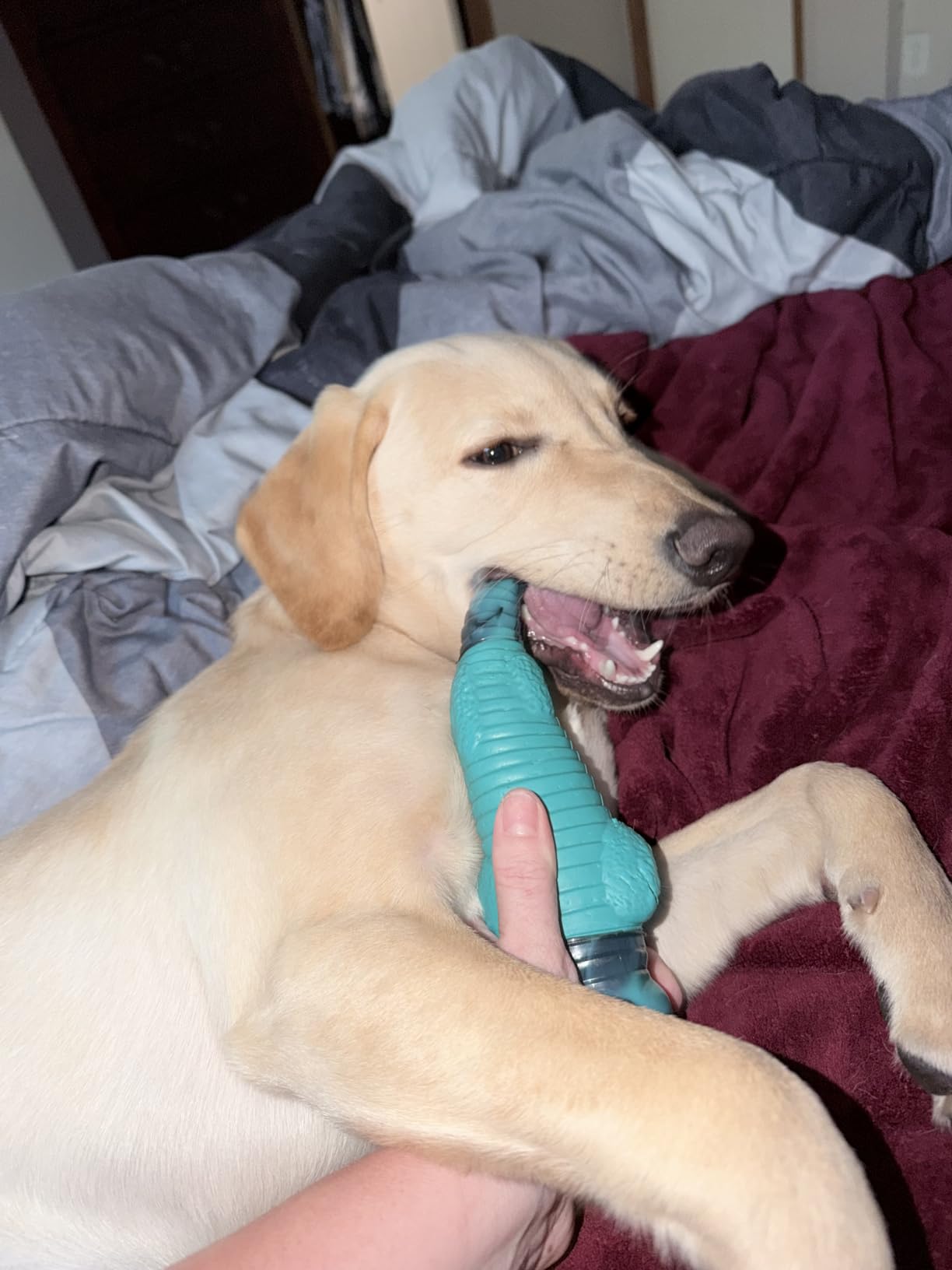 Jeefome Dog Toys for Aggressive Chewers customer photo 1