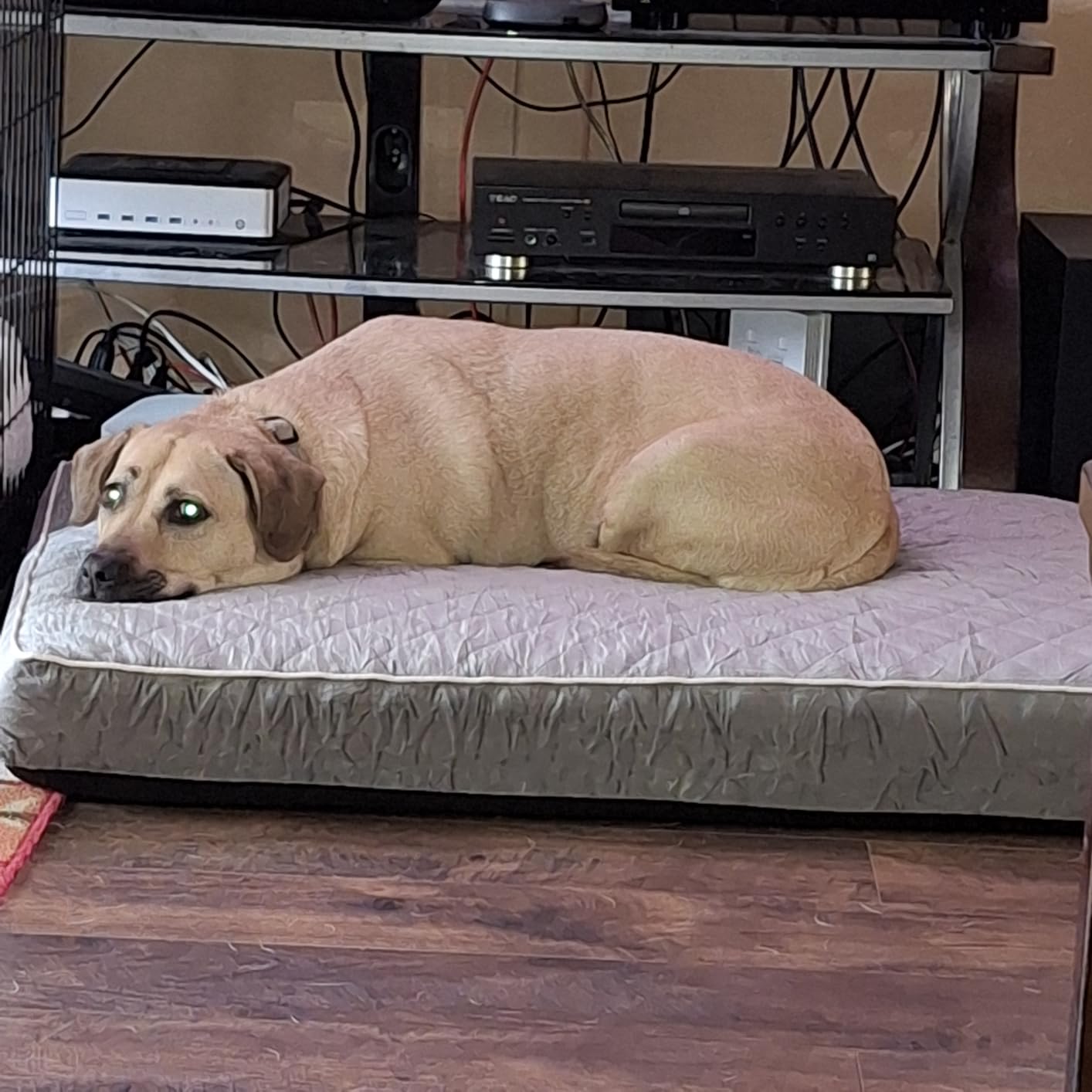 WNPETHOME Orthopedic Waterproof Extra Large Senior Dogs Bed for Comfy Sleep customer photo 1