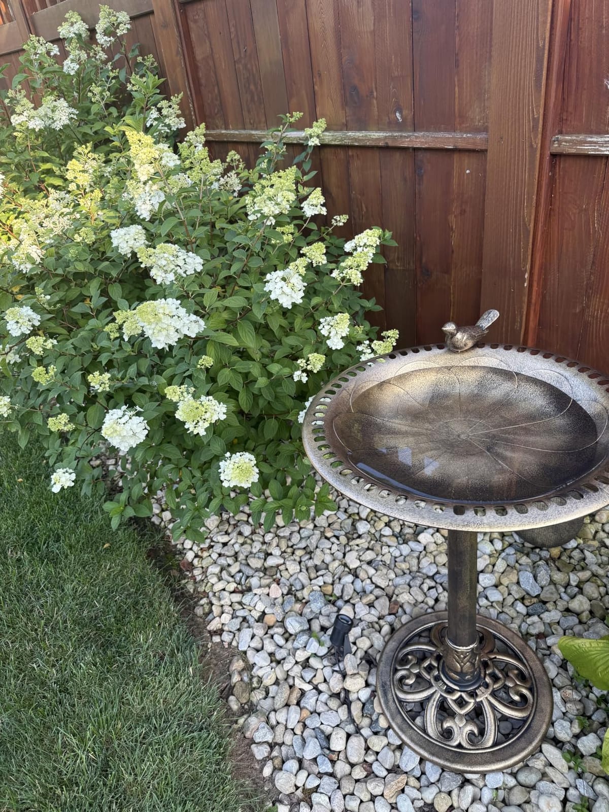 BACKYARD EXPRESSIONS PATIO · HOME · GARDEN 912449-WB Outdoor Garden Bird Bath- Bronze- Weather Resistant Polyresin-30 Inch-Backyard Expressions customer photo 2