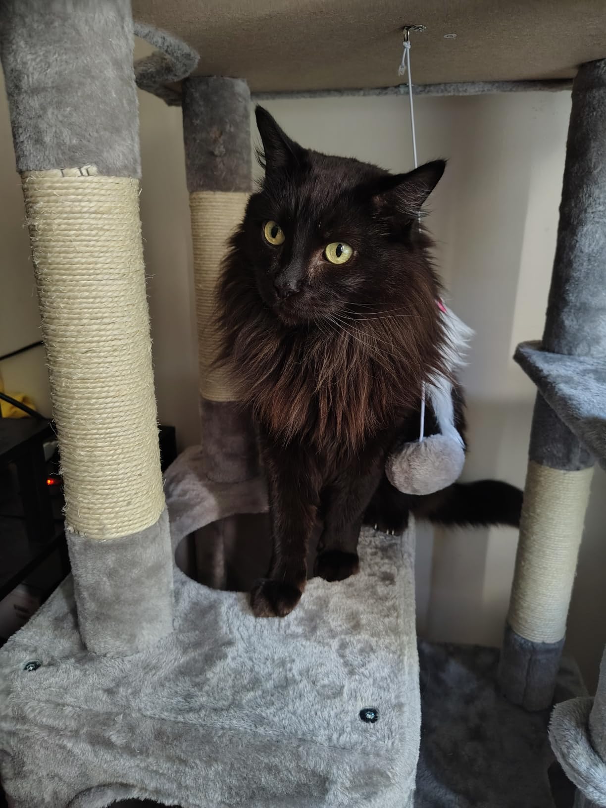 Globlazer Giant Cat Tree for Indoor Large Cats, 83in, F83, Dark Grey customer photo 1
