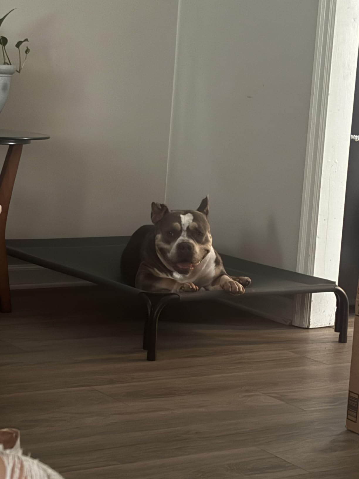 Czpalo Outdoor Elevated Dog Bed for Large Sized Dogs, No-Tool Assembly. customer photo 1