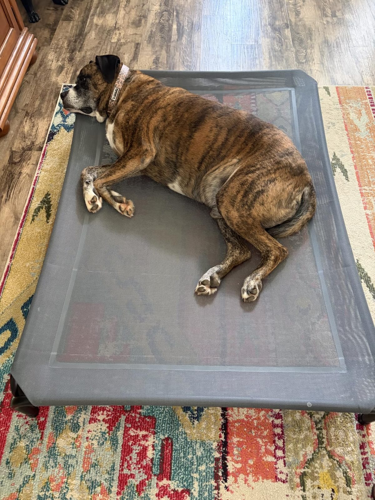 Czpalo Outdoor Elevated Dog Bed for Large Sized Dogs, No-Tool Assembly. customer photo 2