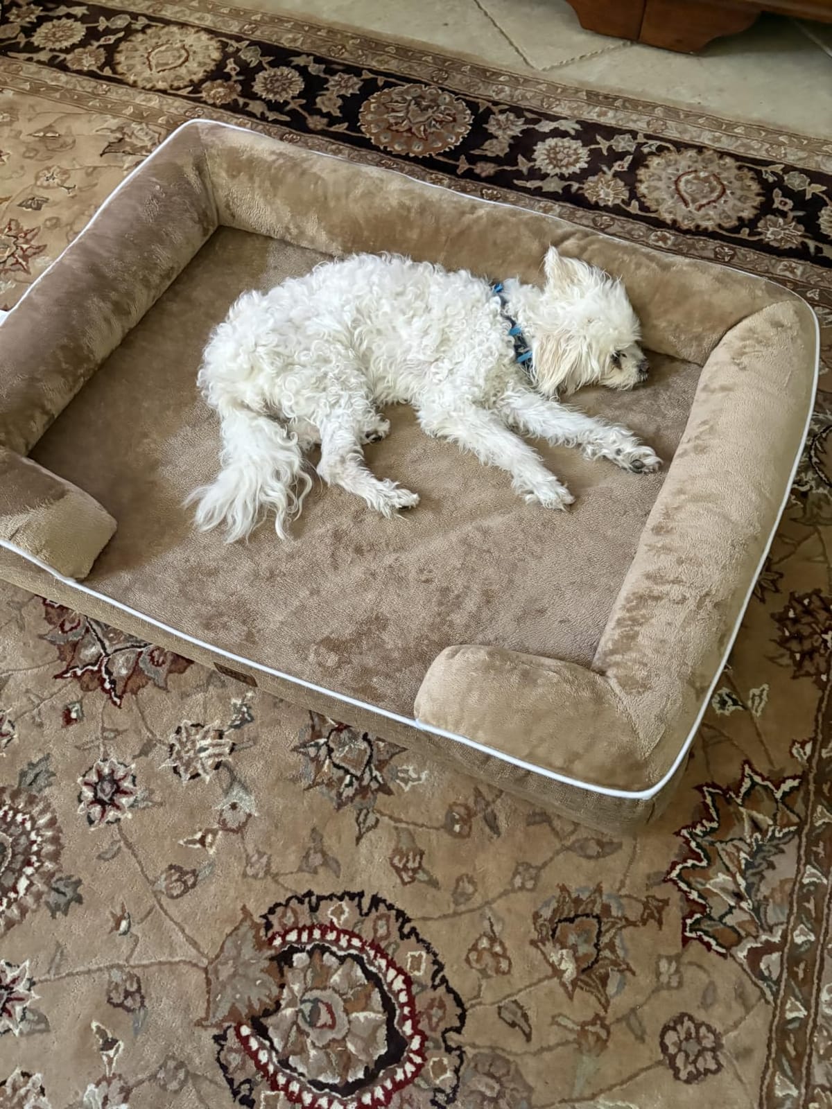 EHEYCIGA Orthopedic Small Dog Bed, Waterproof Memory Foam Washable Pet Beds customer photo 2