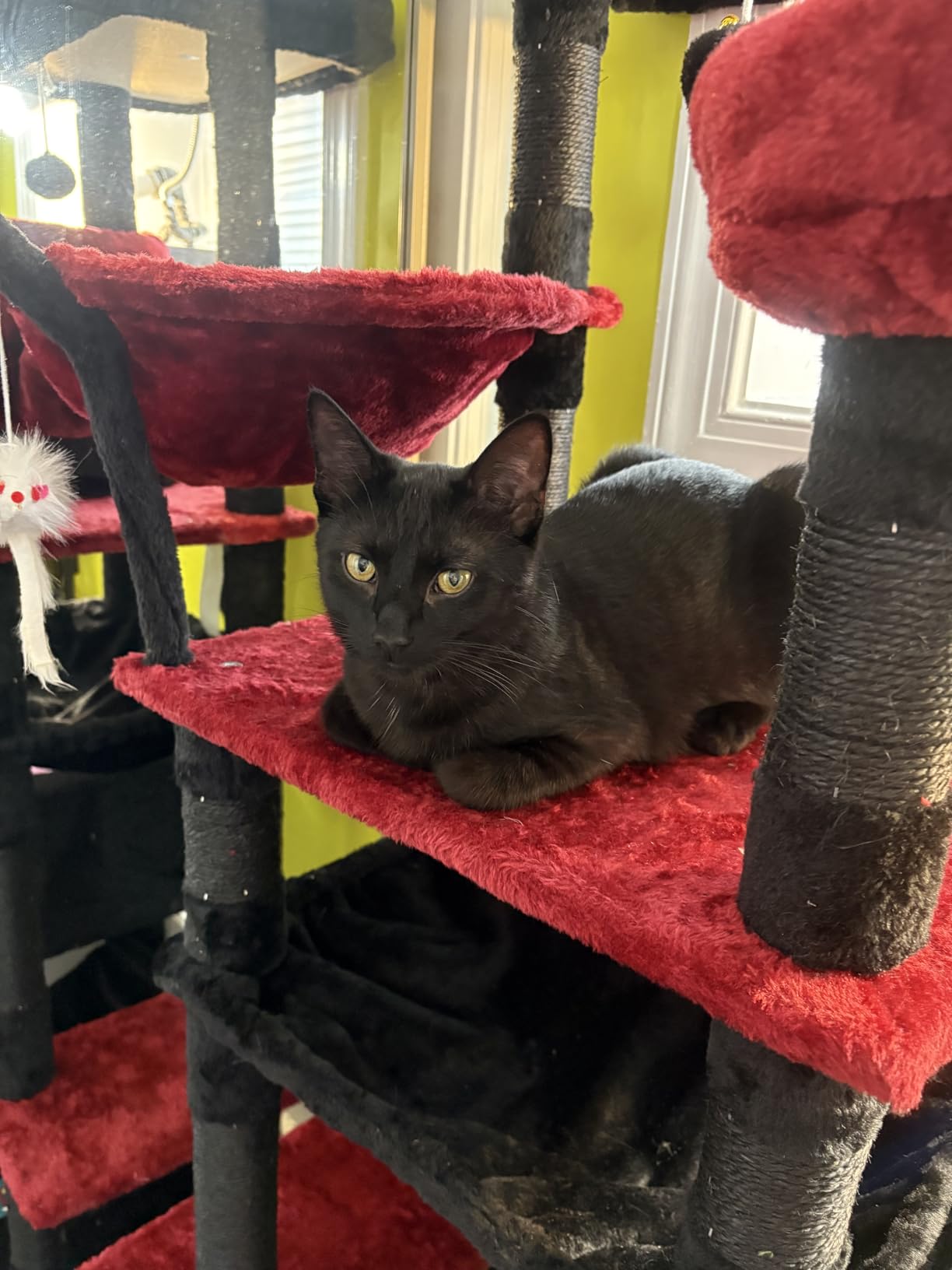 Gitelsnour Tall Cat Tree Tower for for Multiple Cats, Large Condo, GCT031G customer photo 1