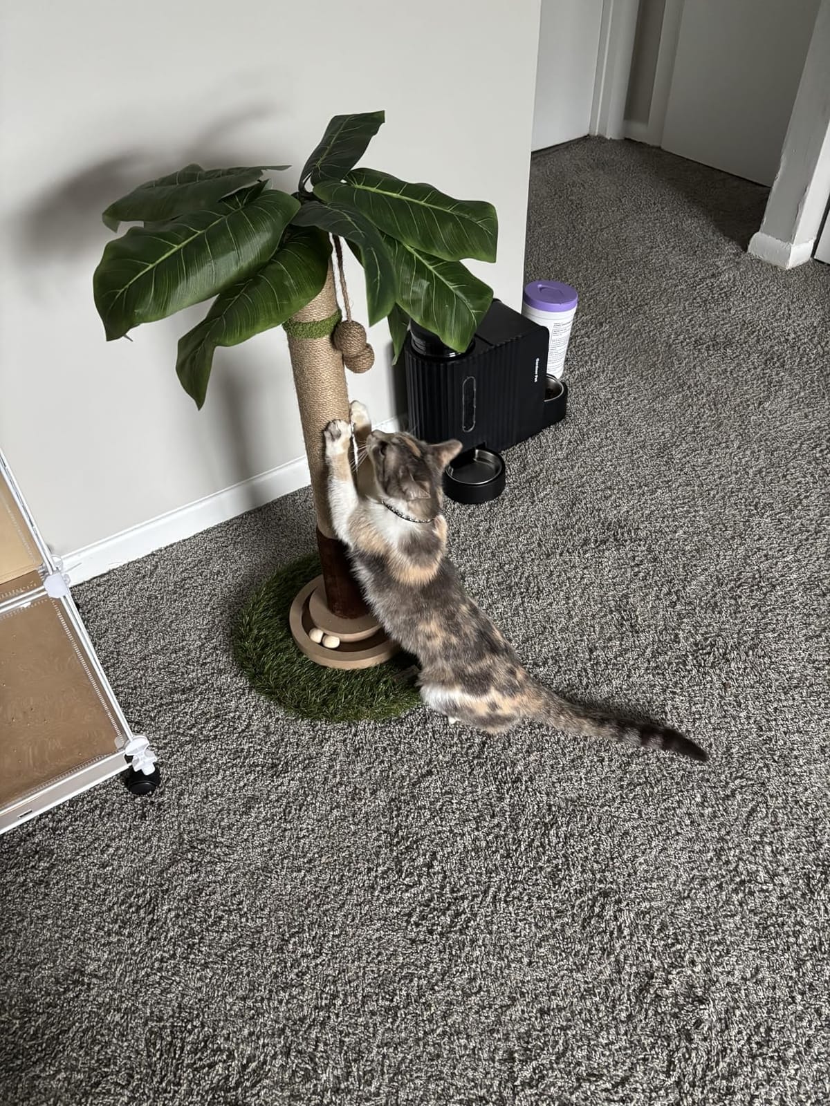 Woochpet Tall Cat Scratching Post,Cat Toys,Cat Scratcher Tree for Large Cat customer photo 2