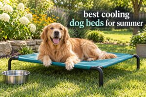 best cooling dog beds for summer