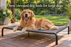 best elevated dog beds for large dogs